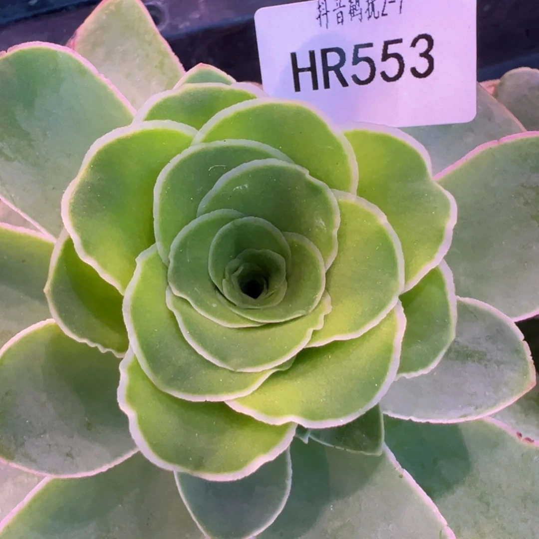 HR553至爱浅斟母本福利