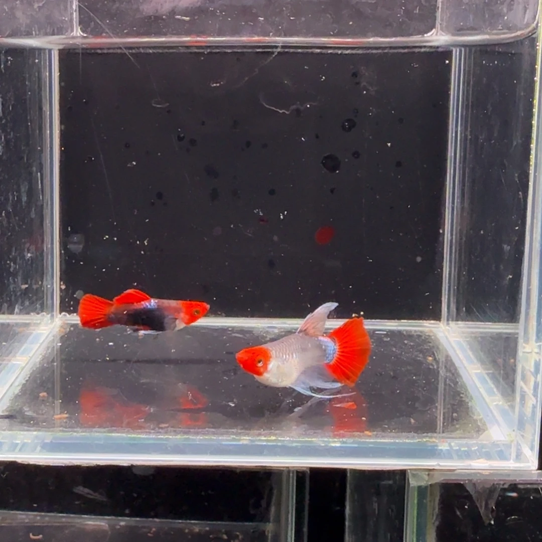 孔雀鱼深海蓝缎带1对