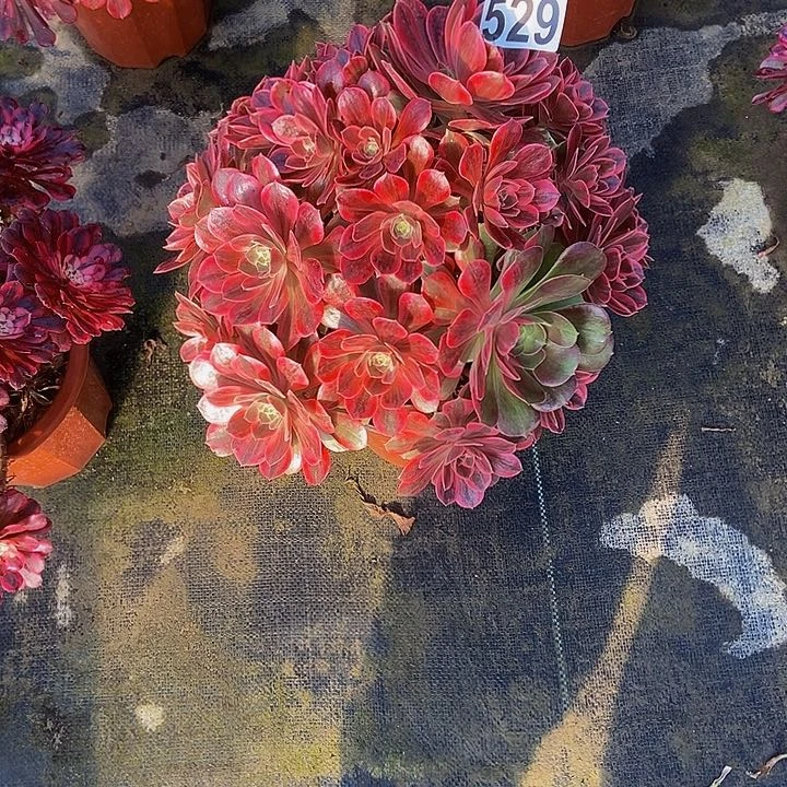 0000000000000000529浣纱