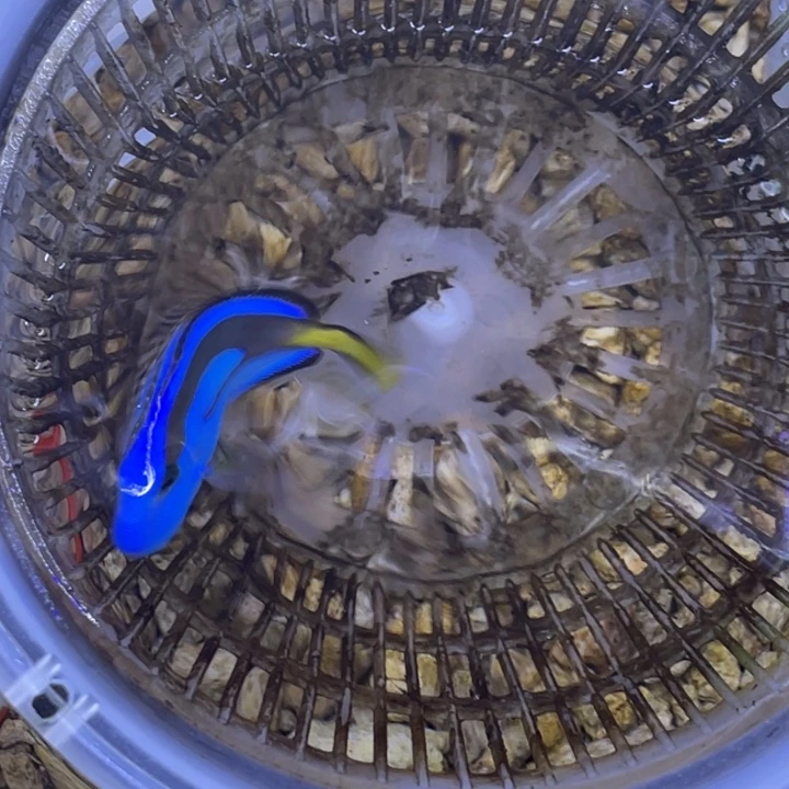 H***G海水鱼蓝调一条顺丰包邮