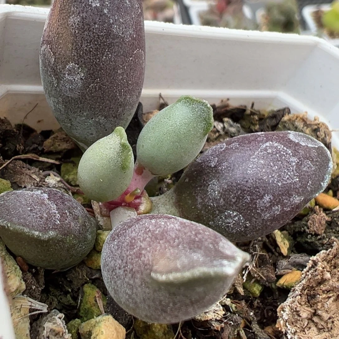 艺伎海豹单头多肉植物水泡