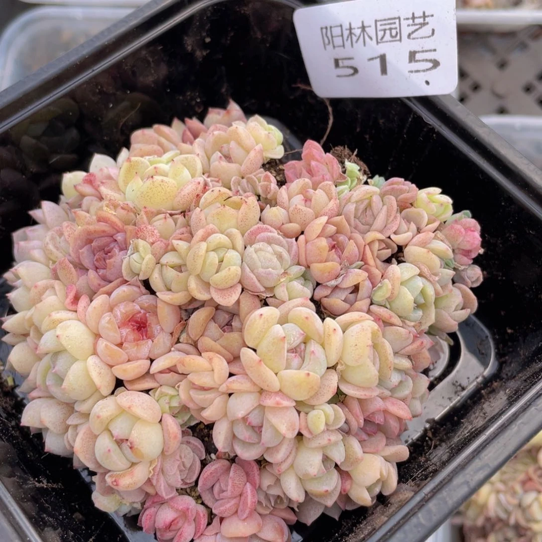 量拍多肉植物多肉植物515