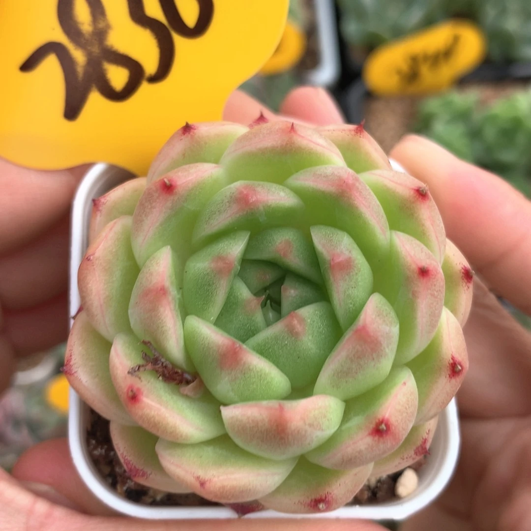 菠萝蜜麦秆单头2836