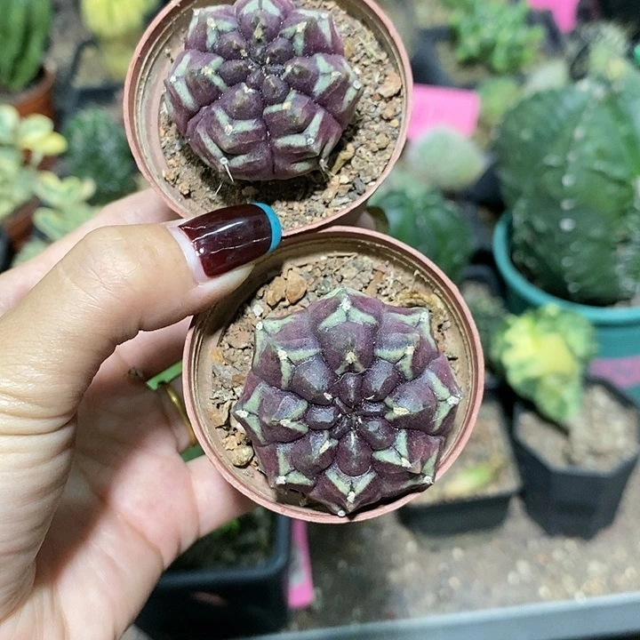 半*紗花花草草花花草草