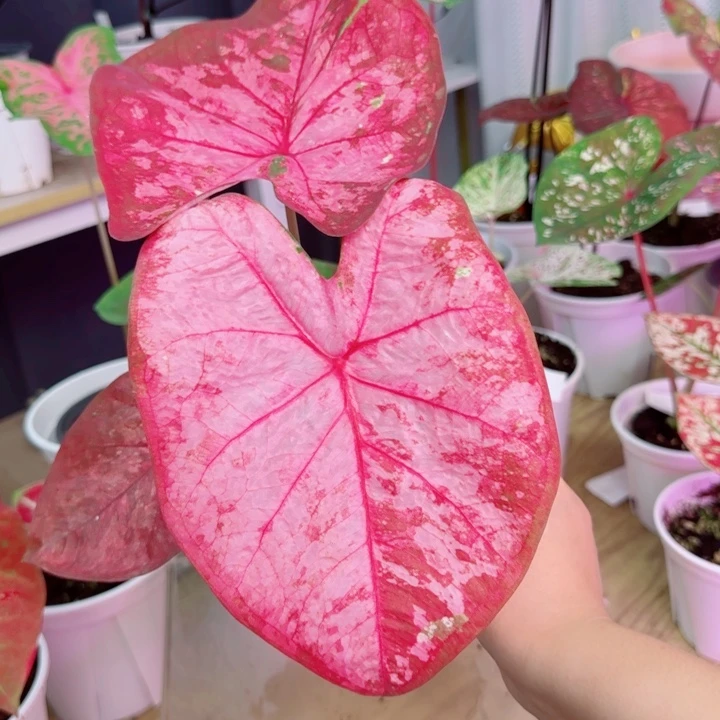 无花朵泰彩Q2334