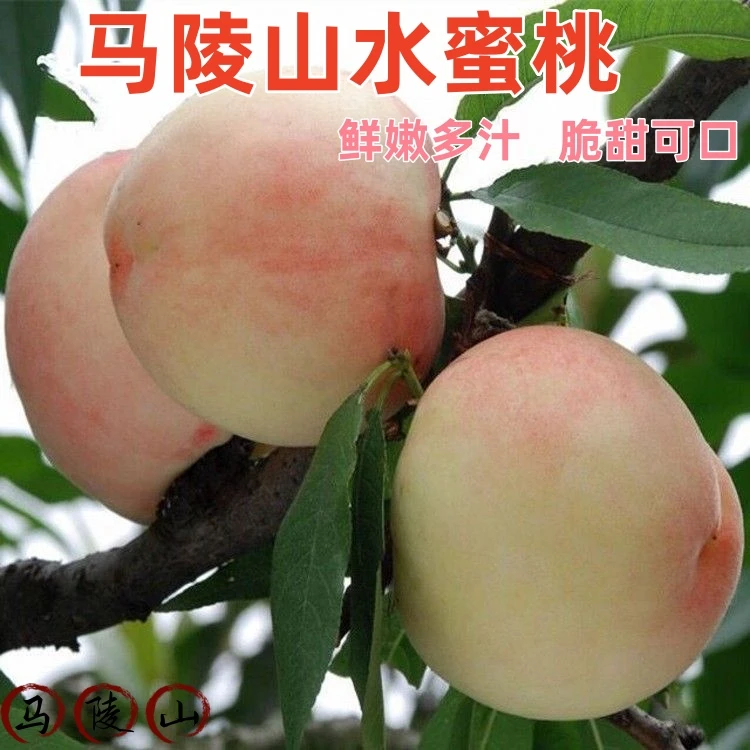 江苏新沂马陵山精选水蜜桃礼品当季新鲜时令水果包邮现摘