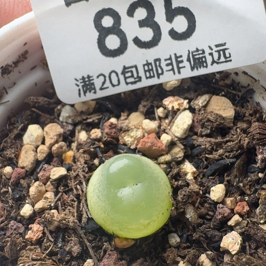 带盆土。   1.0带盆土。     1200
