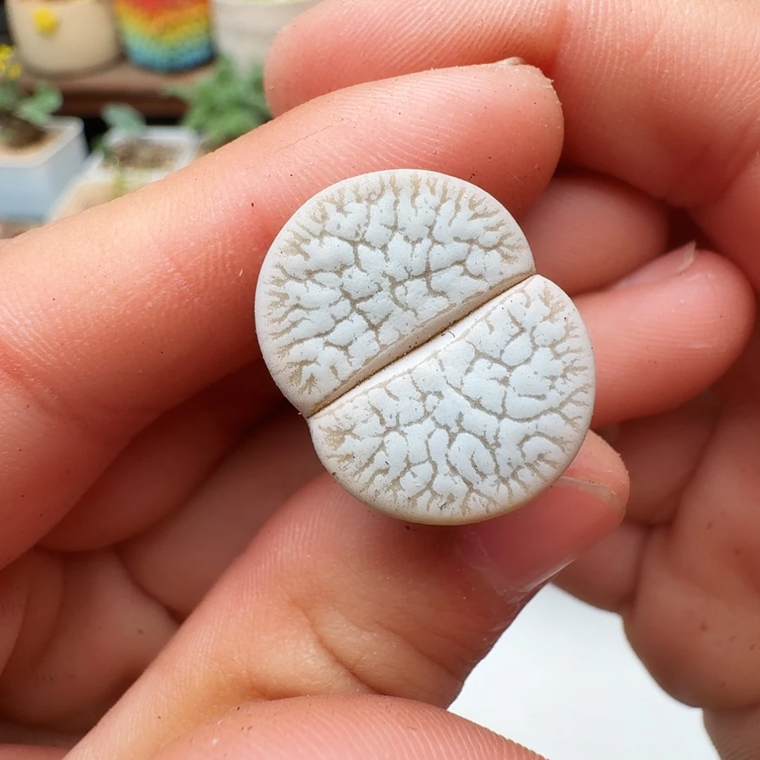 多肉植物福利肉锥354