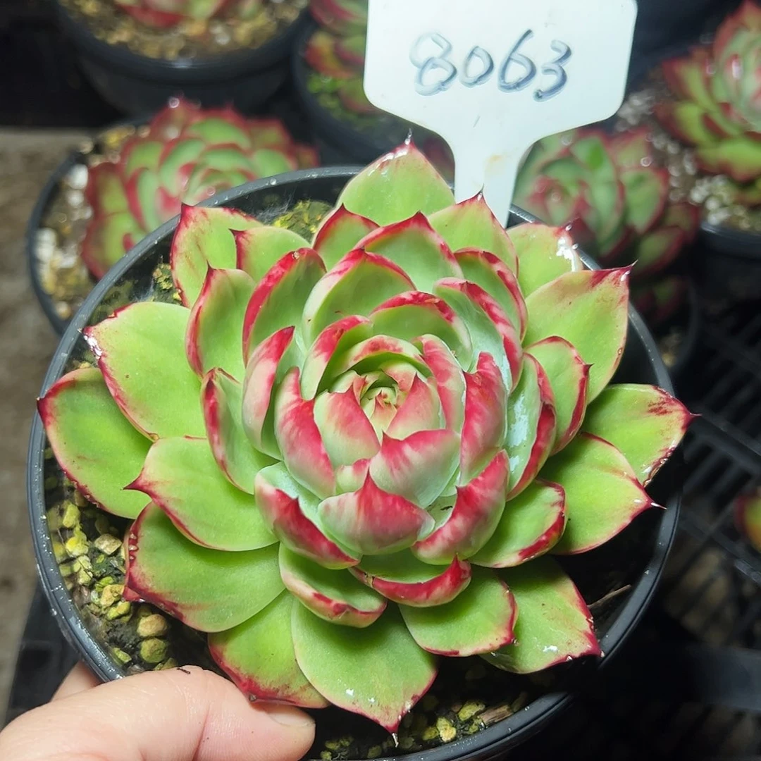 じ****惊鸿仙子一物一拍8063号