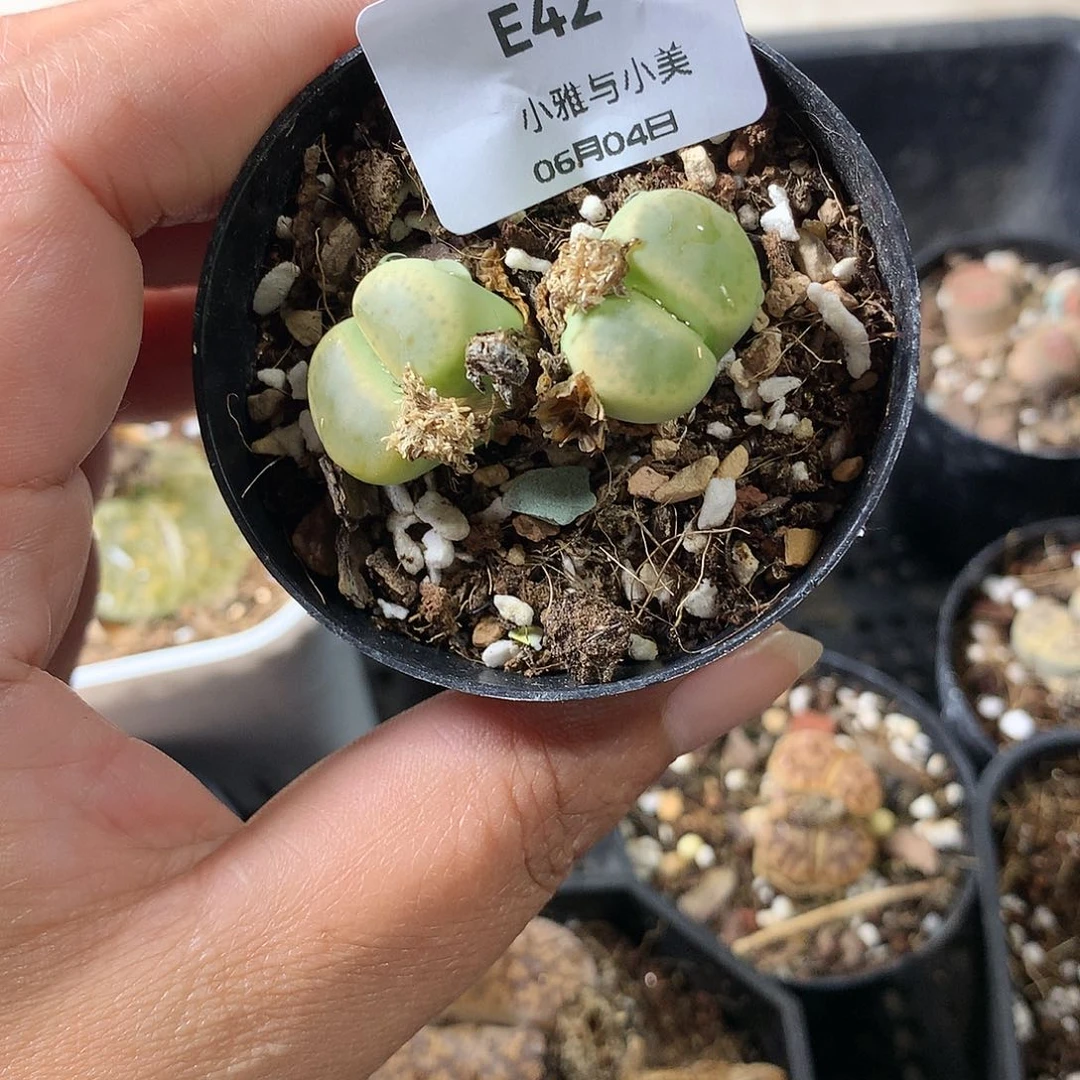 E42多肉植物保护