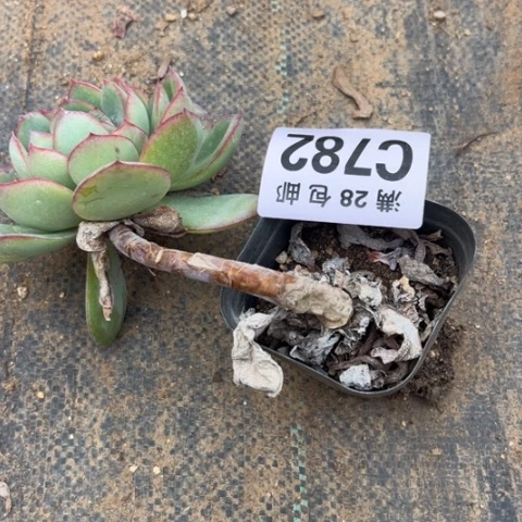 浅*782多肉植物不包断枝