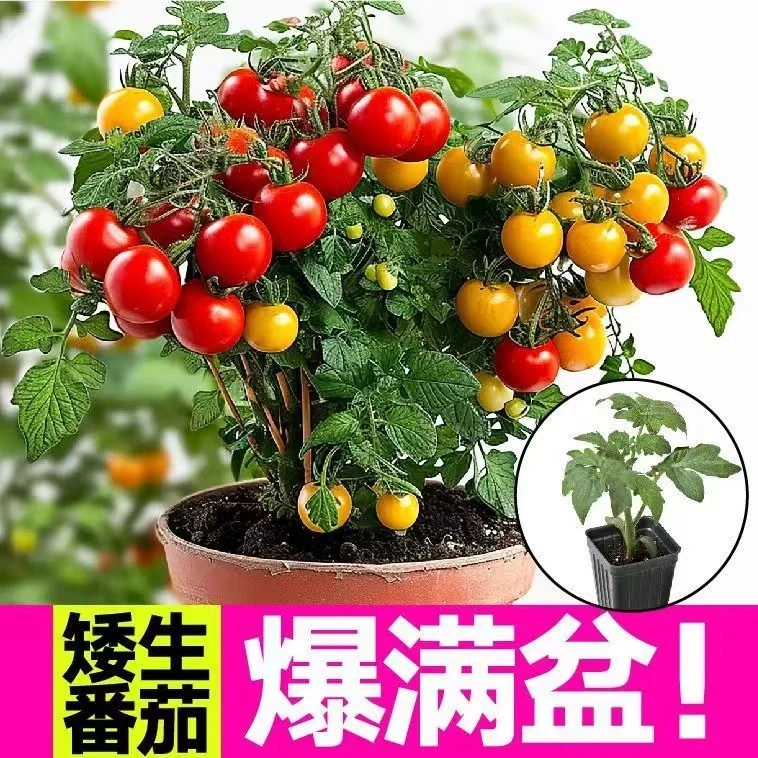 （拍2发3）矮生番茄苗种籽小西红柿种子圣女果苗阳台盆栽蔬菜苗秧苗