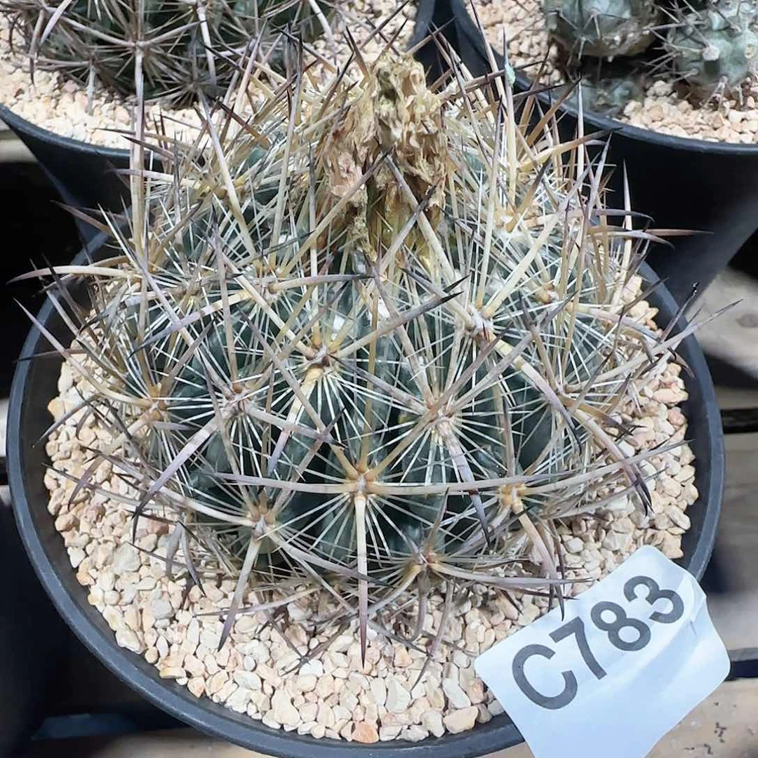 虎爪玉 自根仙人球783