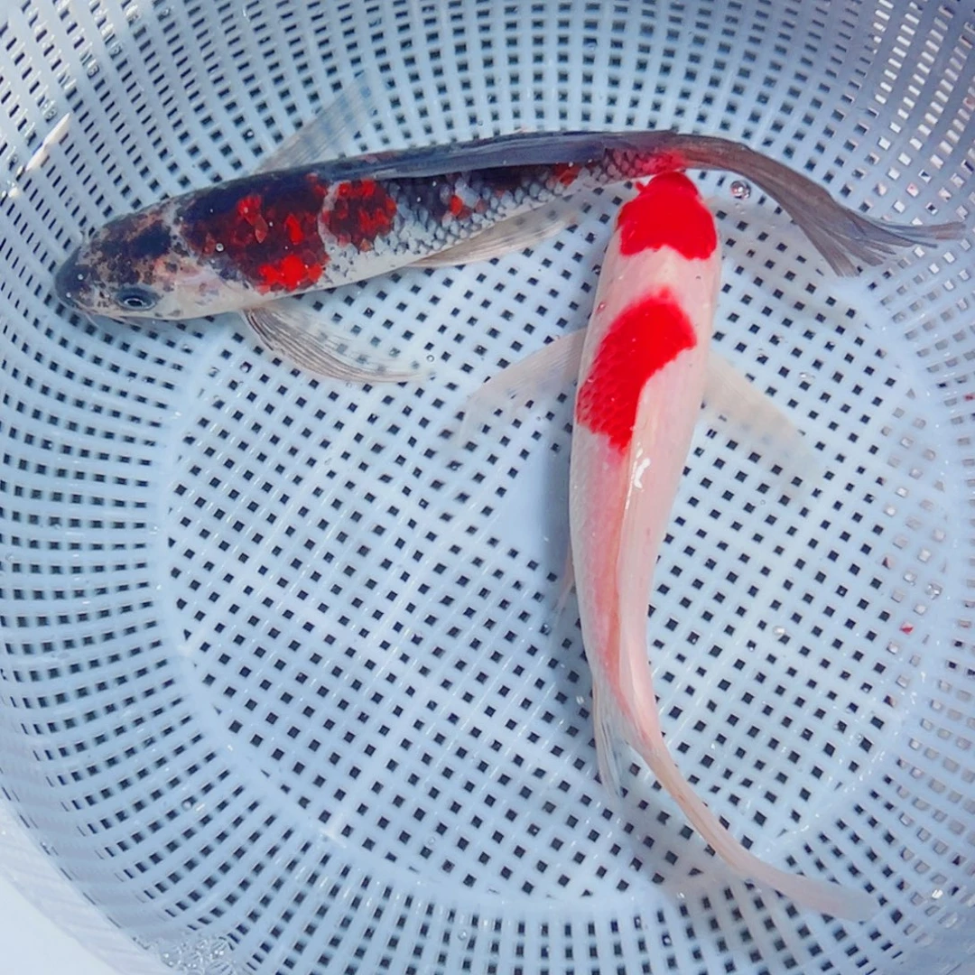 锦鲤锦鲤观赏鱼1111