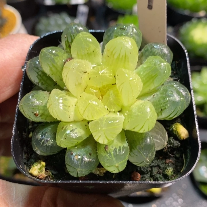 琥珀玉露多肉植物