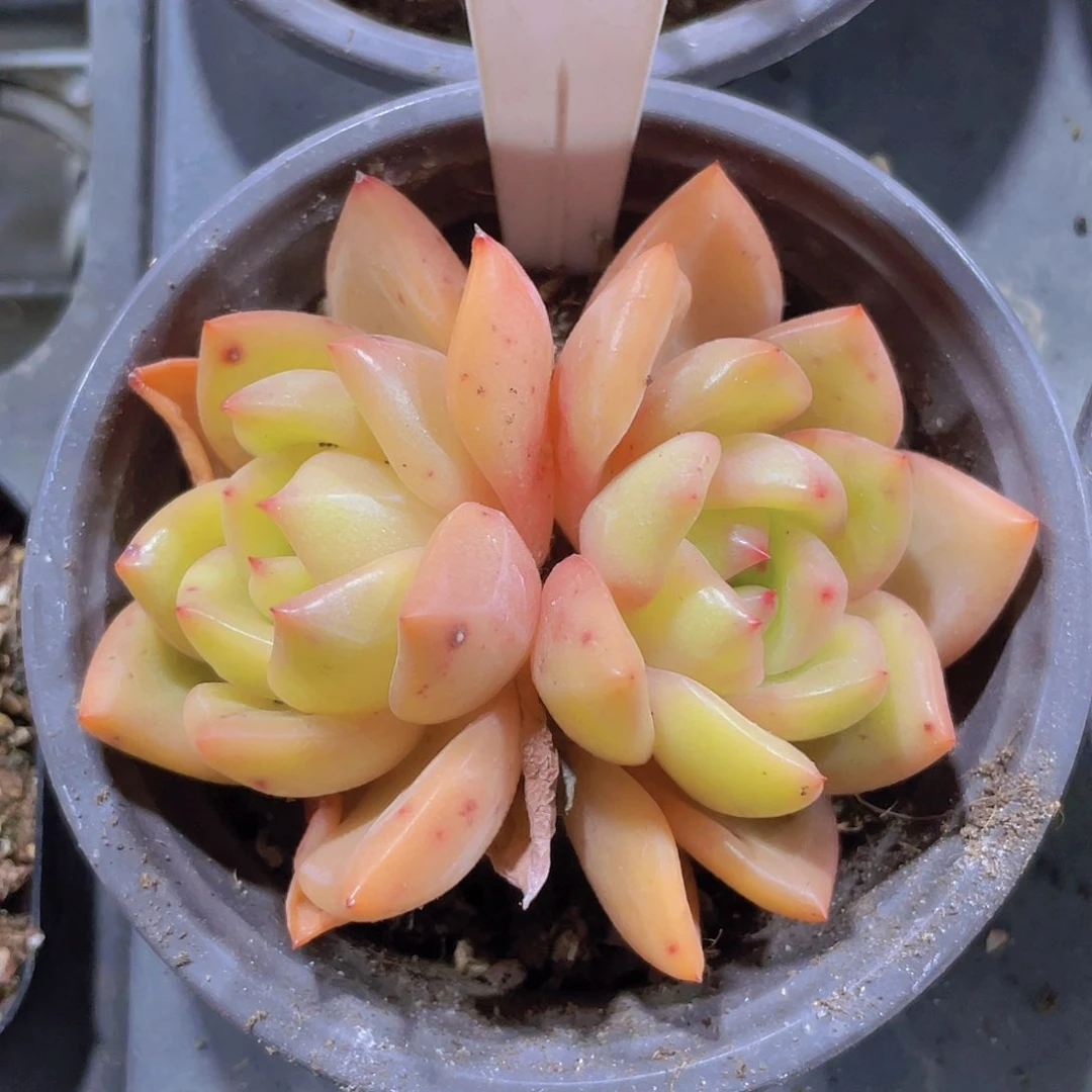 香槟e056一物一拍