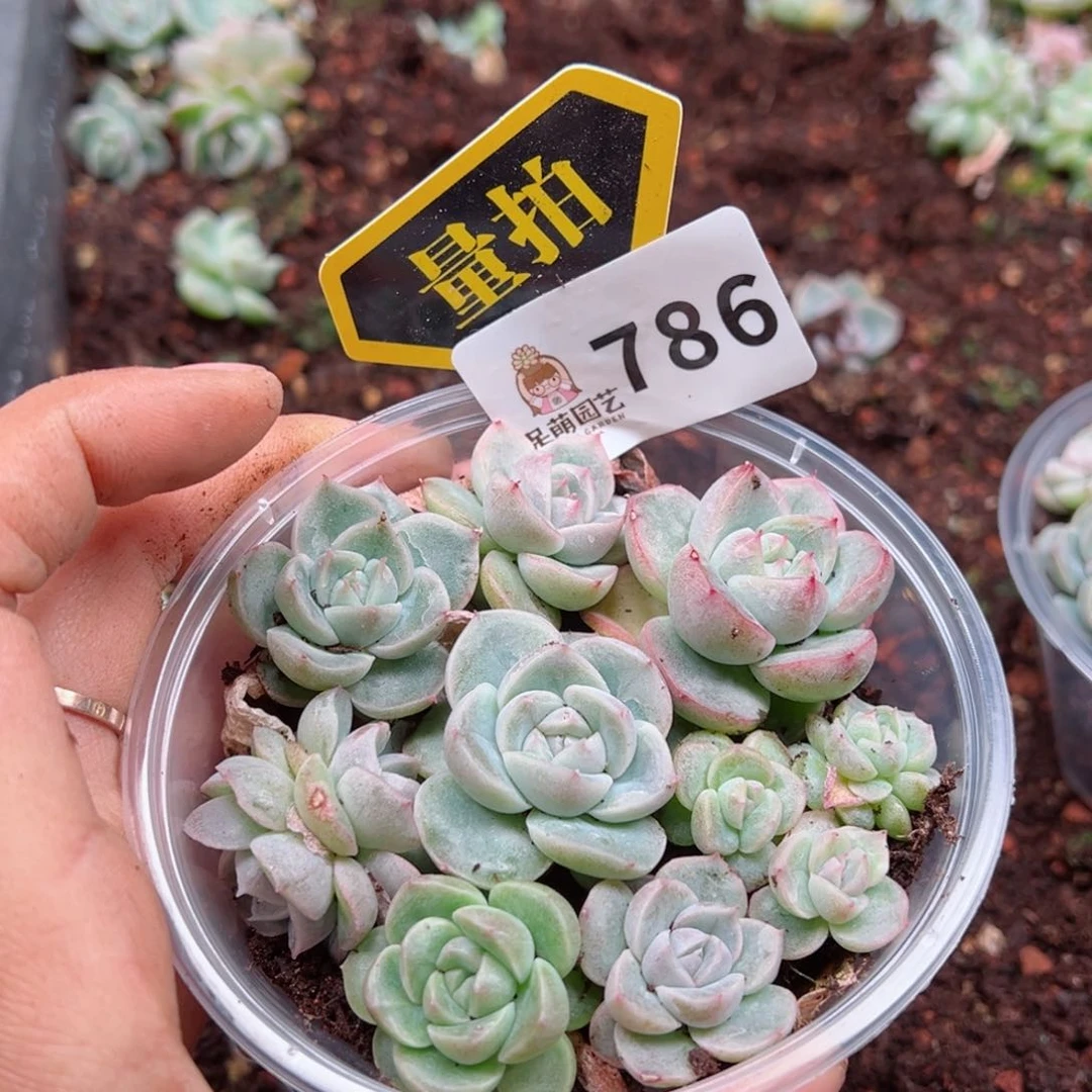 多肉植物多肉植物