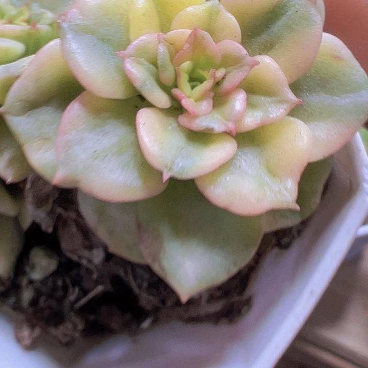 蜡牡丹锦样品19包邮
