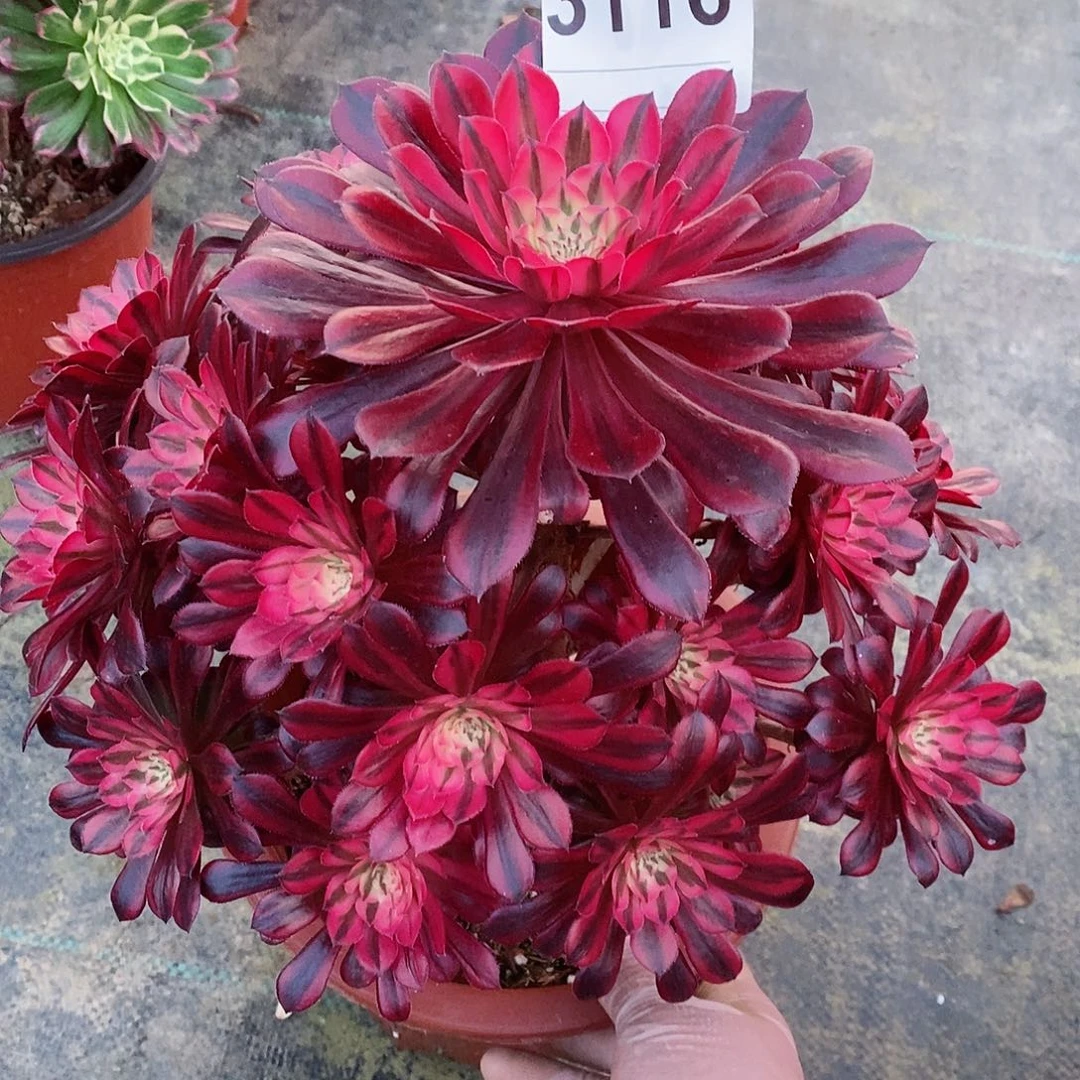 红陶3116黑铜白多肉