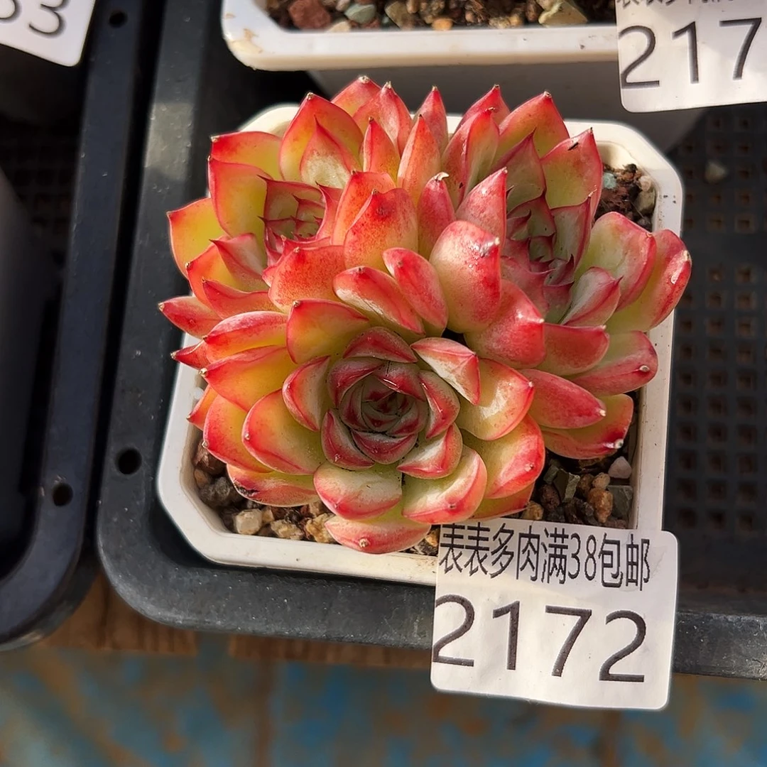 多肉一物一拍植物2172