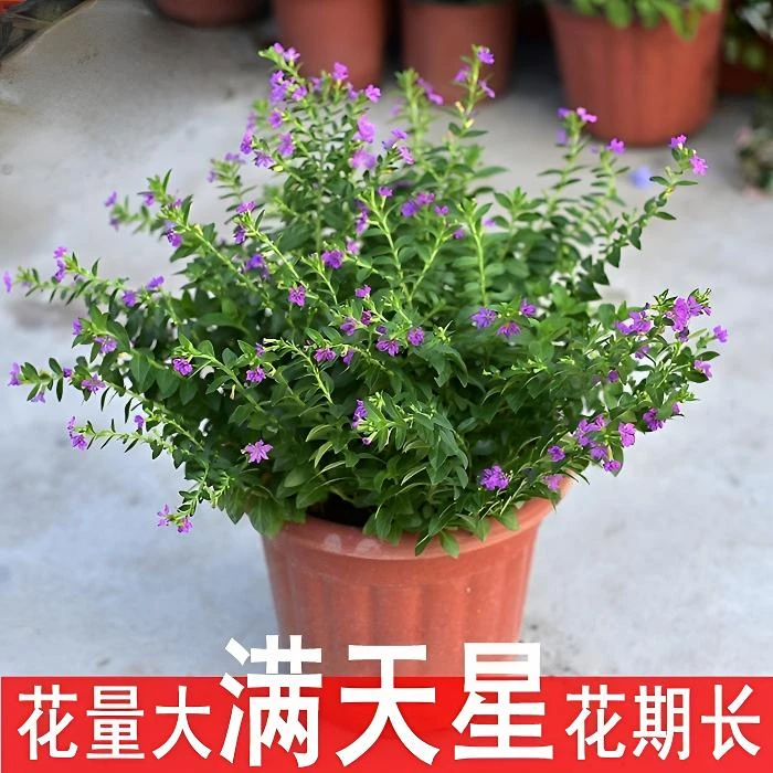 满天星盆栽室内阳台带花苞四季开花不断植物办公桌面好养观花绿植