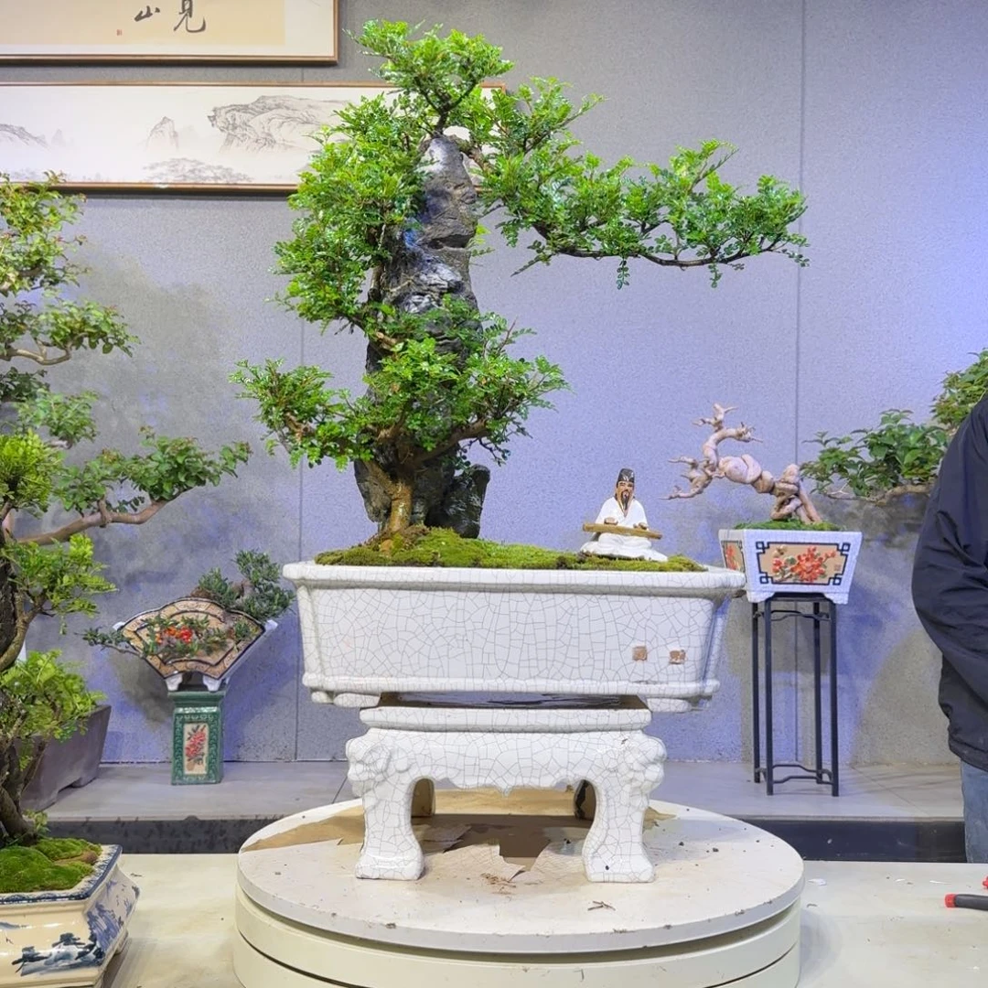 胡椒木胡椒木盆景盆景盆景