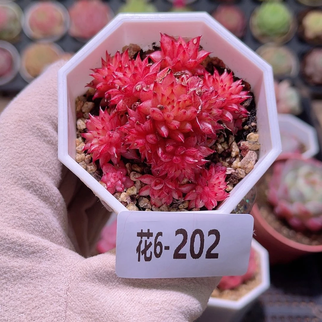 花利美6-202流星雨