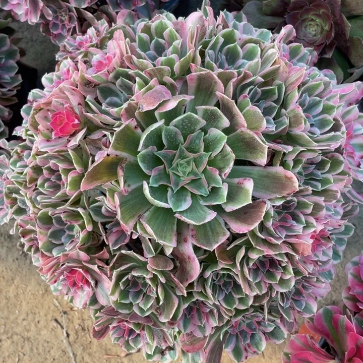 260大男神精品法师多肉