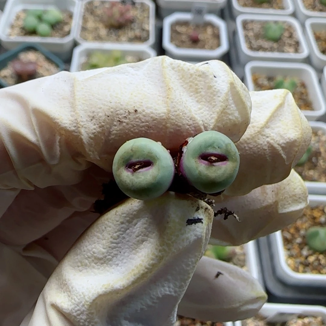 小****！1-13-小型嘟嘟嘴0.8cm多肉