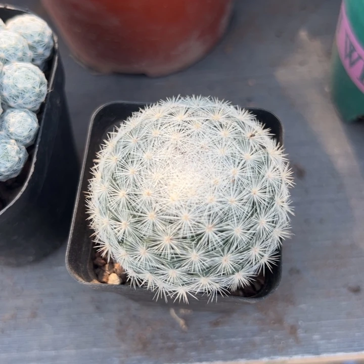 浅***＞零零落落来了。