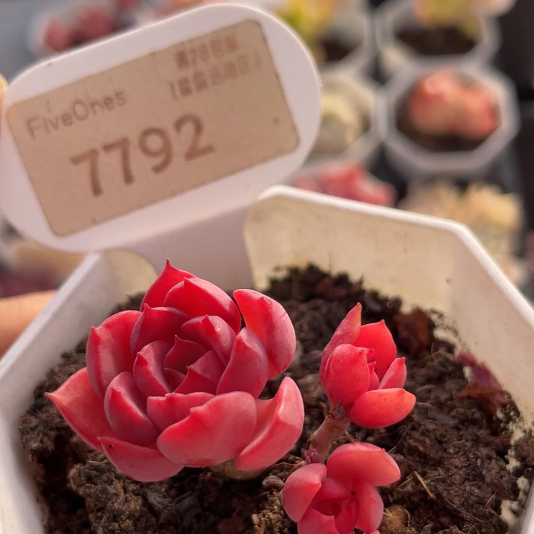 高贵7792-4.0厘米