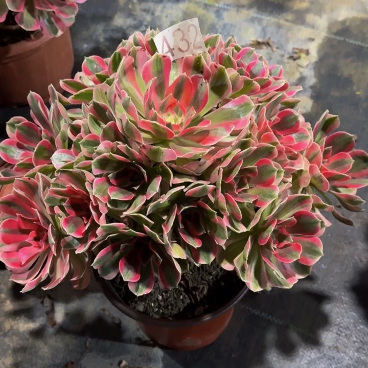 000000000000432女郎