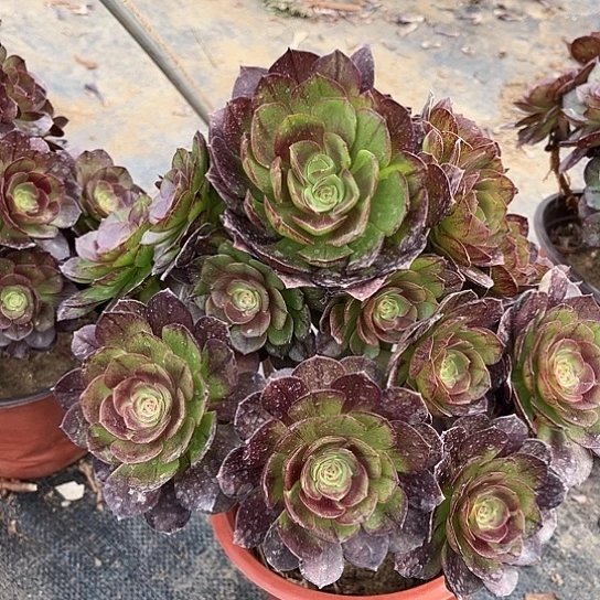 多肉植物黑魔法师75