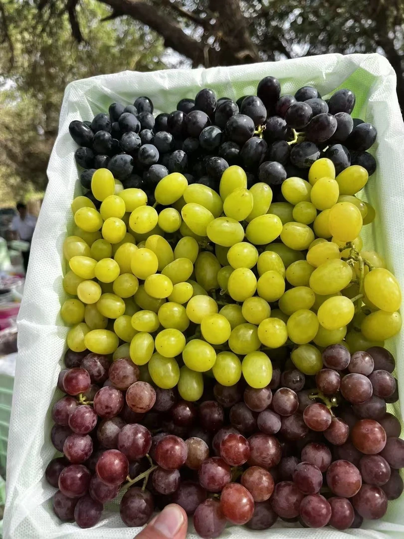 【顺丰包邮】新疆吐鲁番三色葡萄新鲜采摘核心产区
