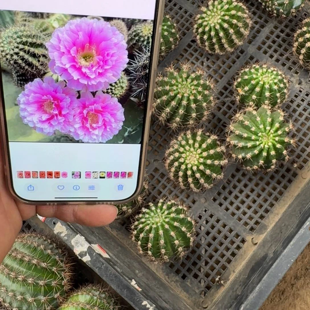 358彩草可可可歪无根侧牙4公分左右，20包邮