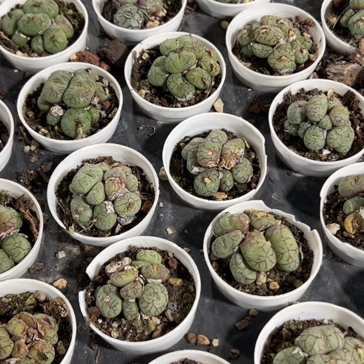 新疆包邮 青姬群