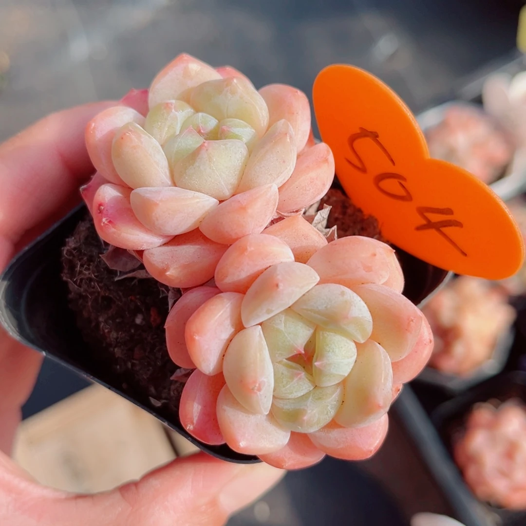 504号小老桩糖心双头