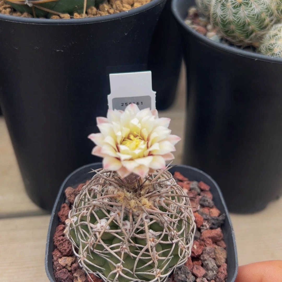 武勋丸仙人球多肉植物