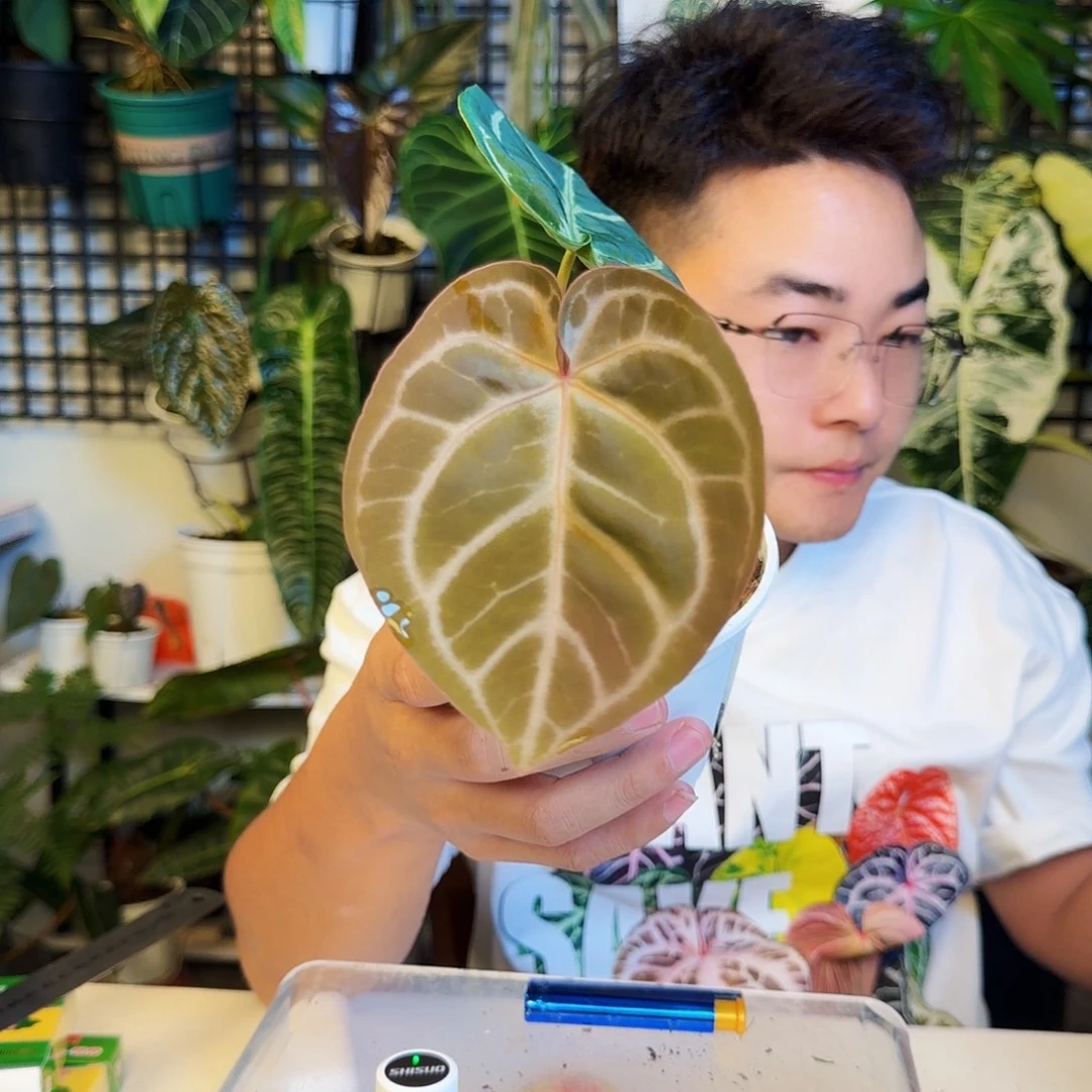 完全开放H199粉柠檬杂红水晶