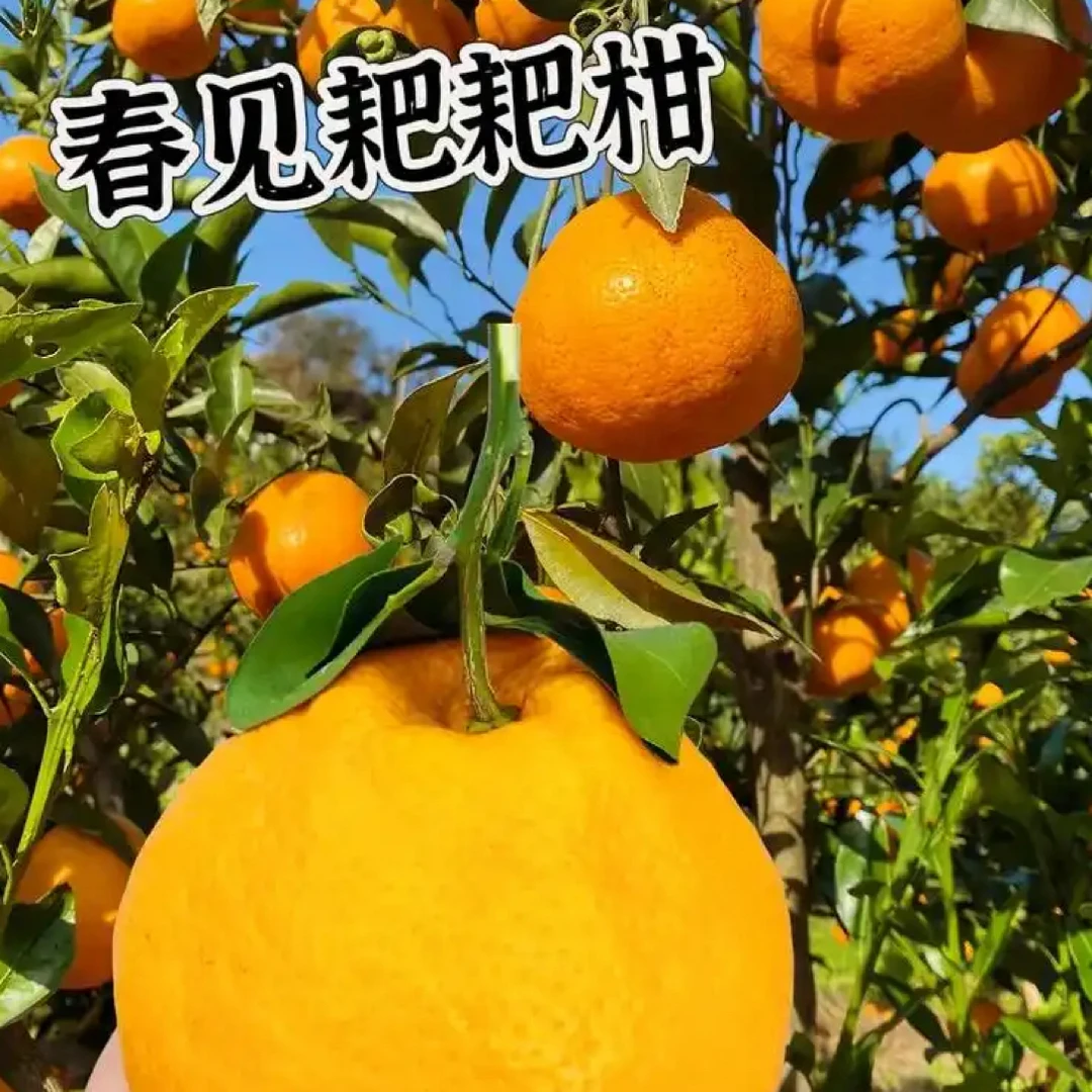 四川省丑粑粑橘橘子2斤四川省