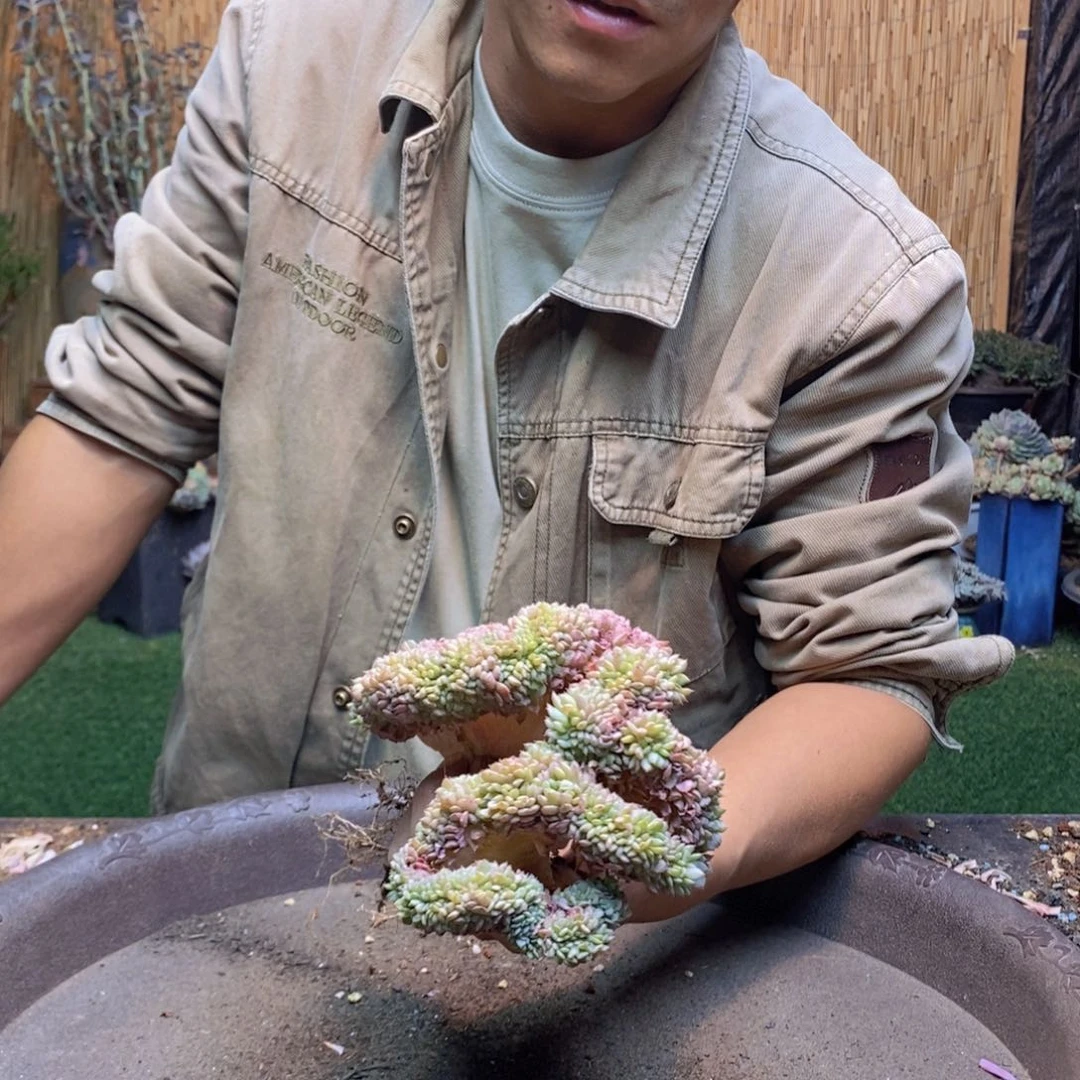 顿*?501号白胖子多肉