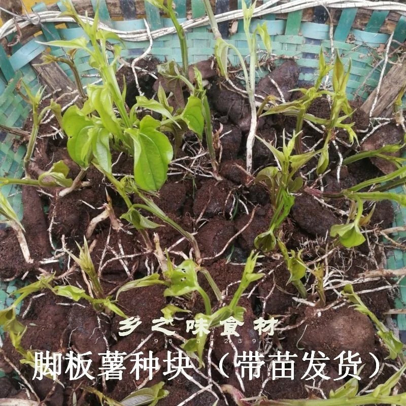 种植脚板薯 白皮白心脚板薯 深紫肉脚板薯 种块 带芽 小苗 个大