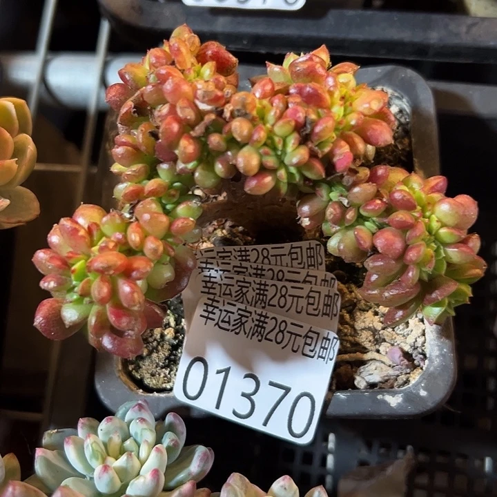 幸运的是我还在努力地