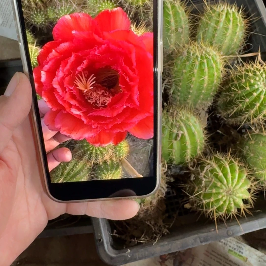 372毛倾城根脱土发货6公分左右，20包邮斑