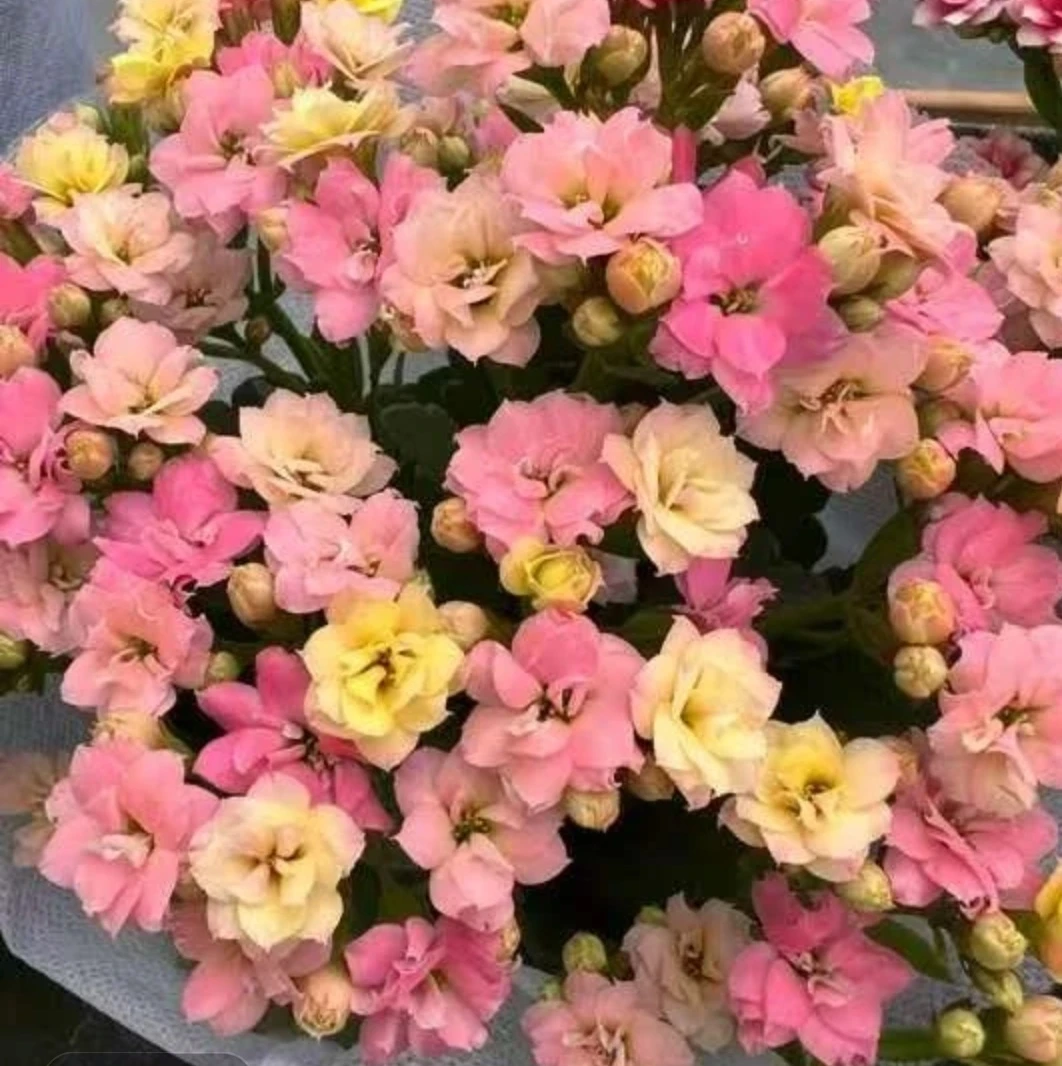 重瓣长寿花（金牌变色龙）130盆   大盆精品长寿花