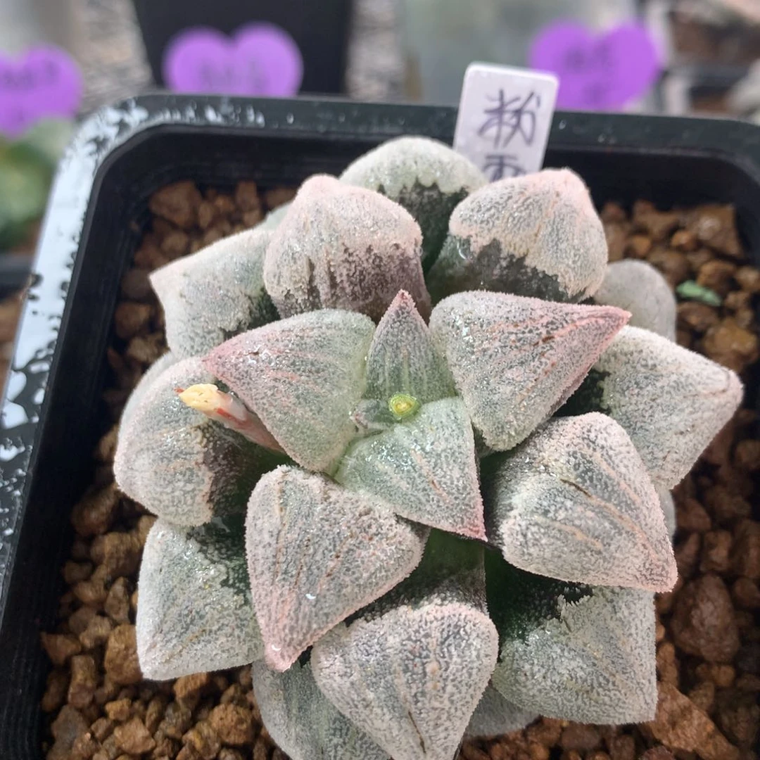 粉雪一物一拍带盆