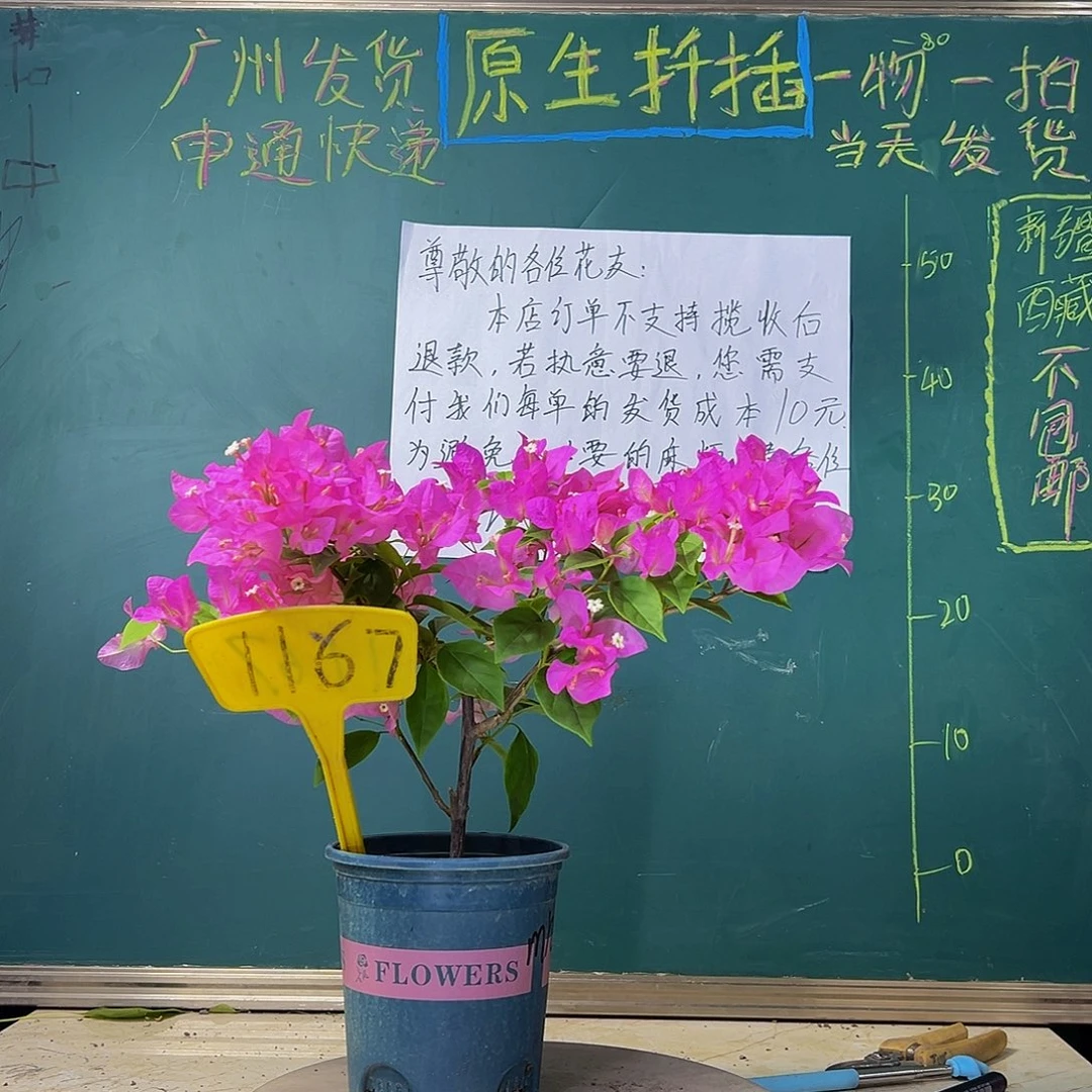 当前无花栽培后可以开花魅惑 1167
