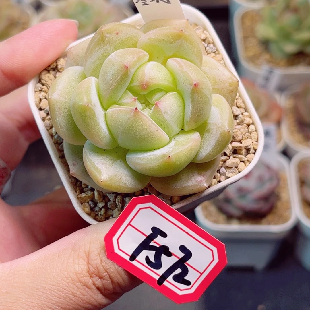 F572一物一拍 绣翎