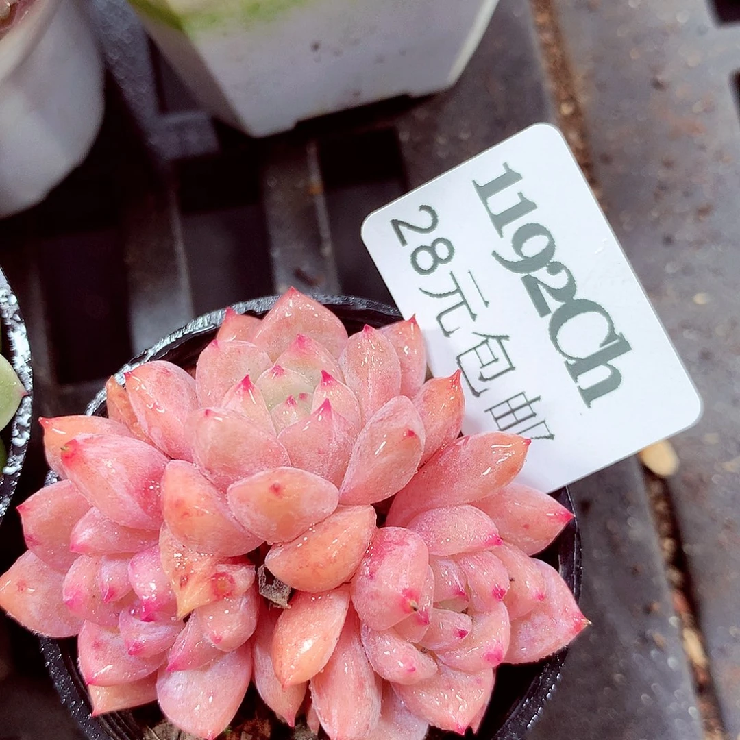 5厘米盆精控多肉1192