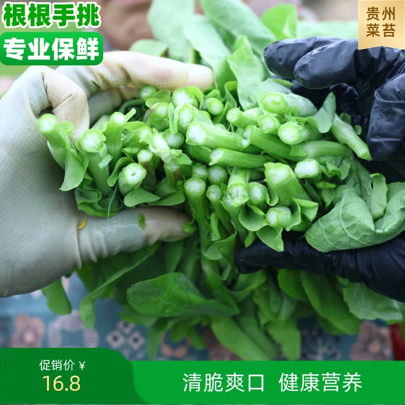 贵州农家新鲜自种白菜苔甜嫩白菜芯现摘蔬菜1/5斤装